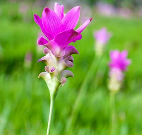 หัวปทุมมาหรือกระเจียว คละสี / 5 หัว (นอก)