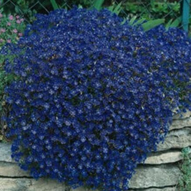 ร็อคคริส หรือ เออเบอเทีย (Rock Cress / Aubretia) สีน้ำเงิน หายาก / 50 เม็ด (USA)