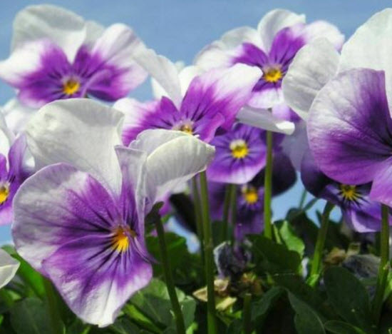 แพนซี บลูวิงส์ (Pansy blue wings) / ซอง 30 เม็ด (A288)