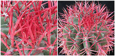 เฟอโรแคคตัส อะแคนโถดส์ (Ferocactus Acanthodes) / 50 เม็ด (Italy)