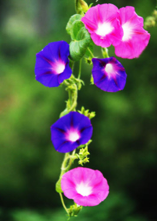 ผักบุ้งฝรั่ง (Morning Glory) / ซอง 20 เม็ด (A013)