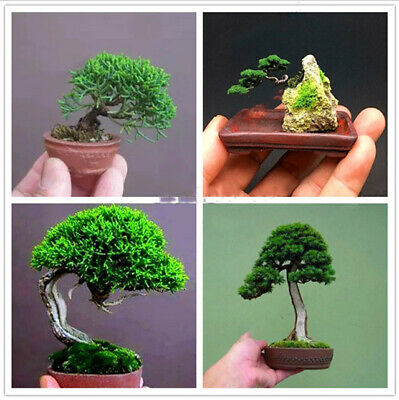 สนจิ๋ว (Miniature Pine) บอนไซ / 25 เม็ด (นอก)