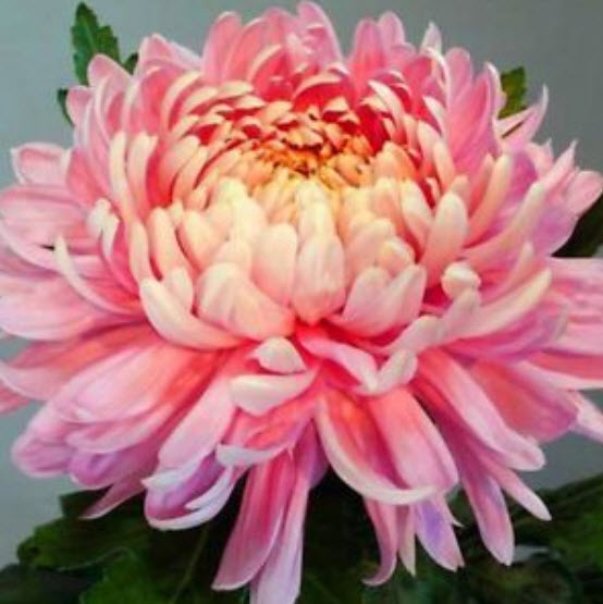 เบญจมาศดอกใหญ่ (Giant Chrysanthemum) คละสี / 200 เม็ด