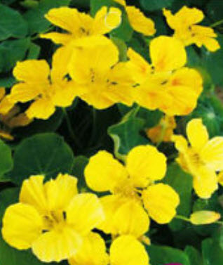 แนสเตอเตียม (Nasturtium) สีเหลือง / ซอง 8 เม็ด (A175)