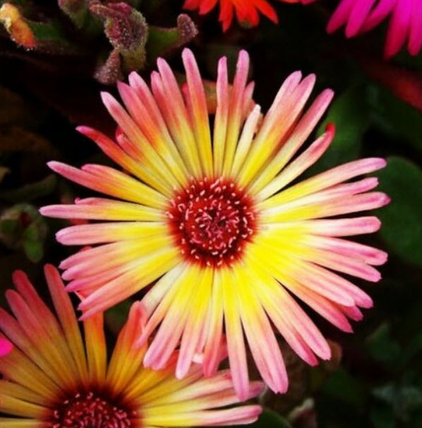 ไอซ์ แพล้นท์ (Ice Plants / Livingstone Daisy) คละ / ซอง 30 เม็ด (A213)