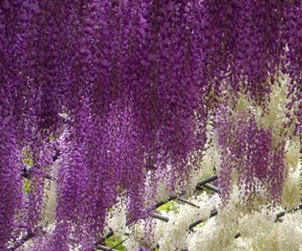 วิสทีเรีย (Wisteria) สีม่วง / 10 เม็ด (Singapore)