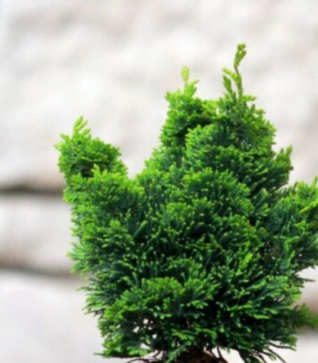 สนฮิโนกิ (Hinoki Cypress) / 50 เม็ด (Russia)