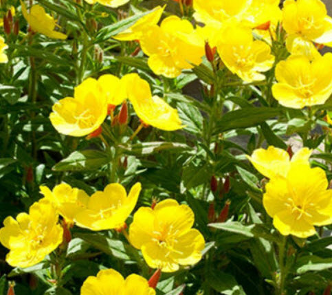 คอมม่อน พริมโรส (Common Primrose) เหลือง / 4,000 เม็ด (Australia)