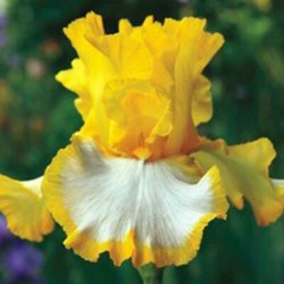 ฟาแลนน็อปซิส คละ / 50 เม็ด