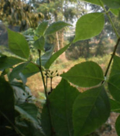 โสมไซบีเรีย (Siberian Ginseng - Acanthopanax Senticosus) / 10 เม็ด