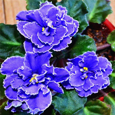 แอฟริกันไวโอเล็ต (African violet) คละ / 100 เม็ด (นอก)