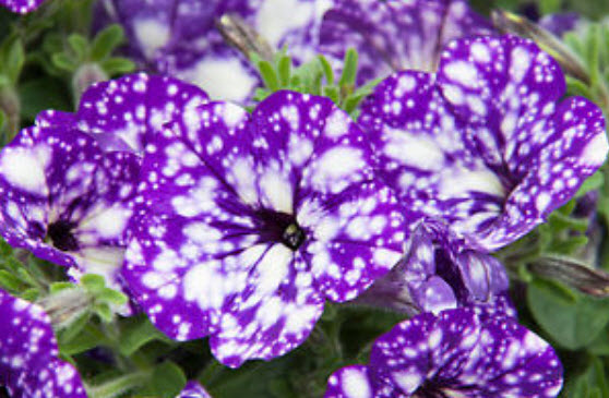 พิทูเนีย บลู สกาย (Blue Sky Petunia) สีน้ำเงิน-ม่วงด่าง / 200 เม็ด (หายาก)