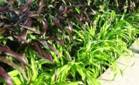 ข้าวฟ่างหางหมา (Red Jewel Millet / Setaria Italica) / 500 เม็ด