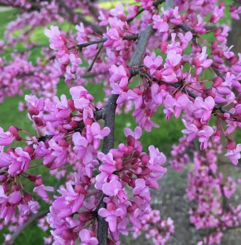 ต้น เรดบัด Redbud อายุต้น 3 ปี+ สูง 70-100 ซ.ม. ต้นไม้นำเข้าจากจีน