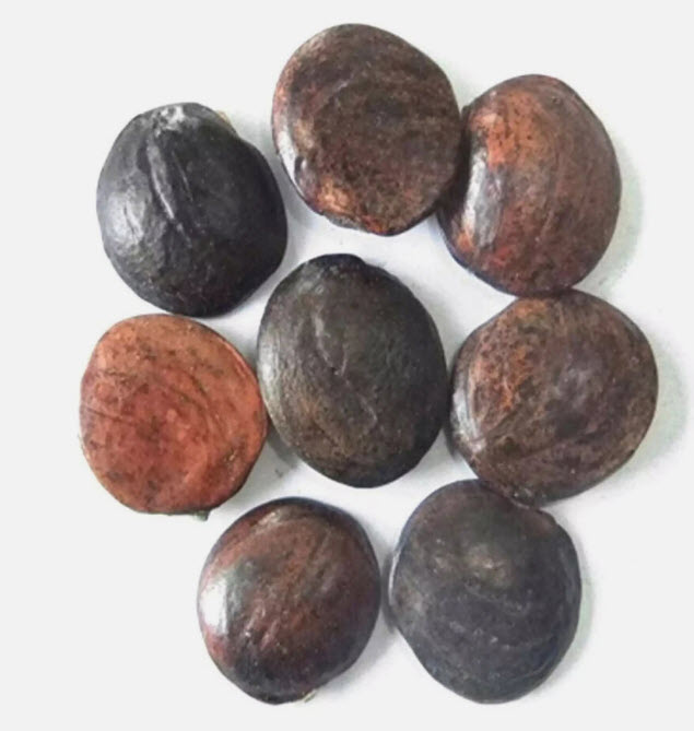 วิสทีเรียญี่ปุ่น วิสทีเรียดอกสีขาว / 5 เม็ด (Malta)