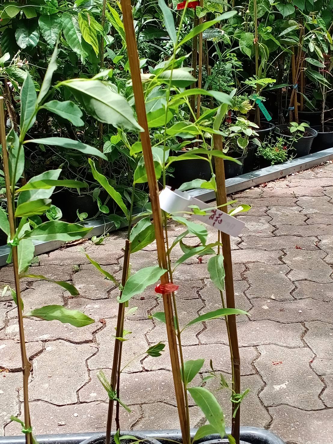 ต้นยูคาลิปตัสสีรุ้ง ยูคาสีรุ้ง สูง 70-100 ซ.ม. เพาะเมล็ดนำเข้า