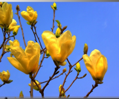 แม็กโนเลีย ยูหลาน (Magnolia Yulan) คละ / 25 เม็ด