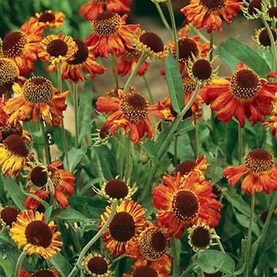 สนีซหวีด (Sneezweed autumnale) / 25 เม็ด (USA)