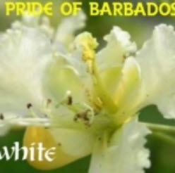 ต้นหางนกยูงขาว สูง 20-30 ซ.ม. / ต้น (Sri Lanka)