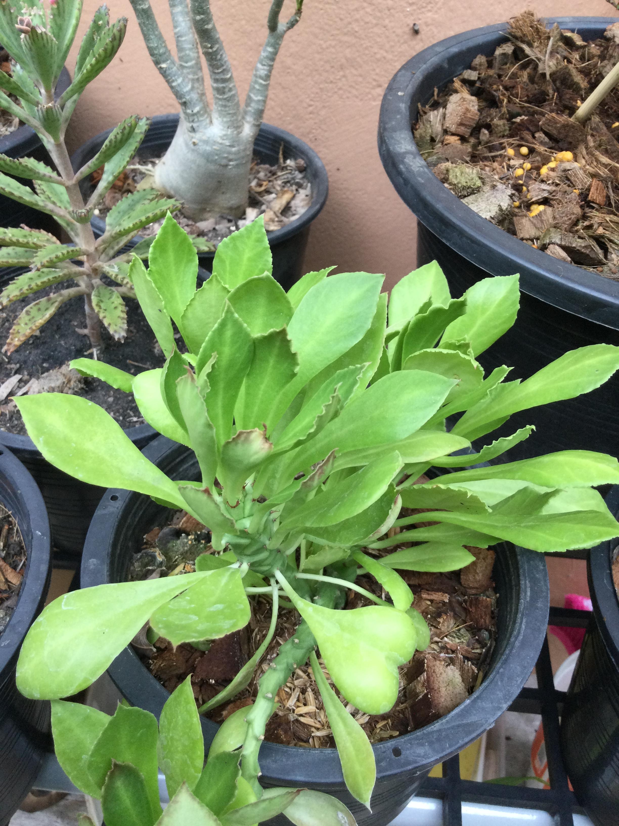 ต้นพญานาคราช กระถาง 6 นิ้ว / ต้น