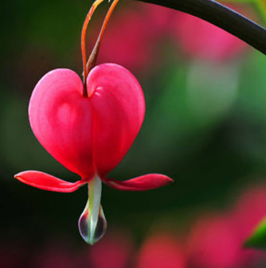 หทัยหยาดทิพย์ (Bleeding Heart) สีแดง / 10 เม็ด