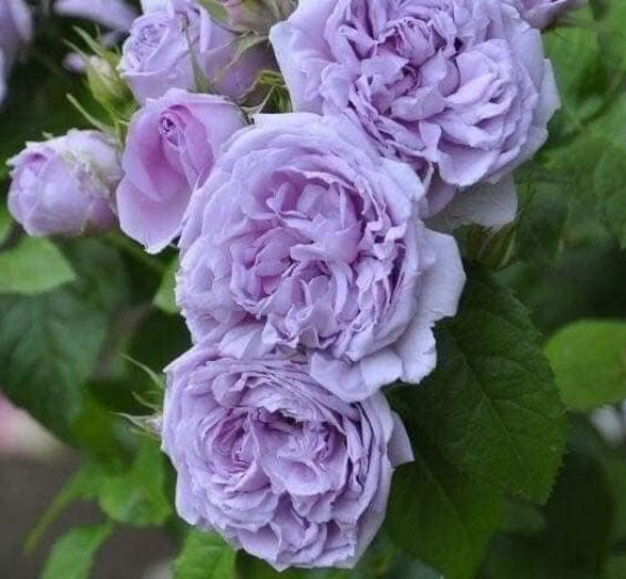 ต้นกุหลาบ เลอ เชี่ยน บลู (Le ciel blue Rose) ดอกสีม่วง ลาเวนเดอร์