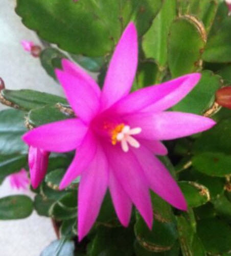 คริสมาสแคคตัส (Christmas Cactus) สีชมพู / 25 เม็ด