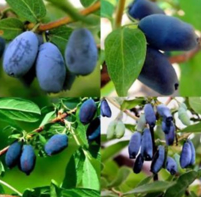 บลูเบอรี่สายน้ำผึ้ง (Honey Blueberry) / 100 เม็ด