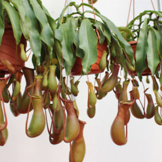 หม้อข้าวหม้อแกงลิง (Nepenthes) / 100 เม็ด