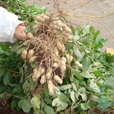 ถั่วลิสงเวอจิเนียจัมโบ้ (Virginia peanut) / 25 เม็ด