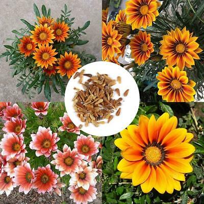 กาซาเนีย (Gazania) คละ / 100 เม็ด