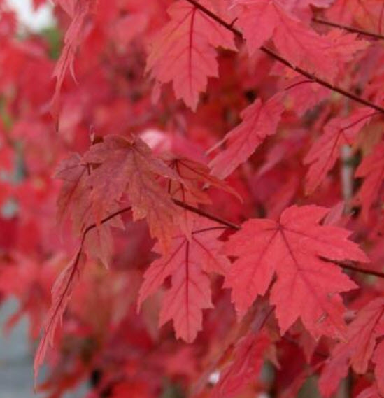 เมเปิ้ลอเมริกัน ออทั่ม เบลซ (Autumn Blaze) / 20 เม็ด