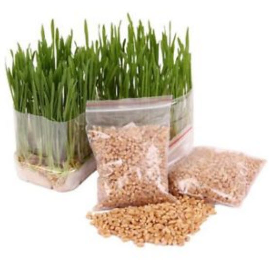 หญ้าแมว (Cat Grass) / 400 เม็ด (นอก)*