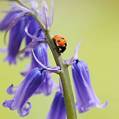 อิงลิช บลูเบลล์ (English Bluebell) / 1,000 เม็ด (นอก)