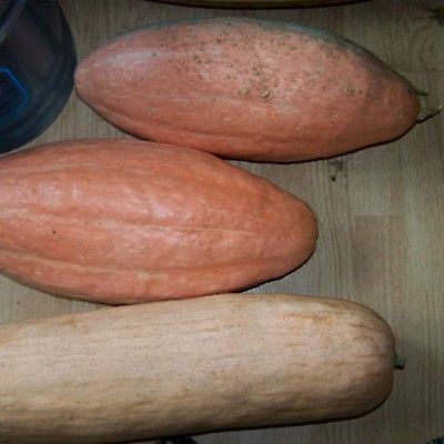 ฟักทองกล้วยสีชมพู / 5 เม็ด (Ukraine)