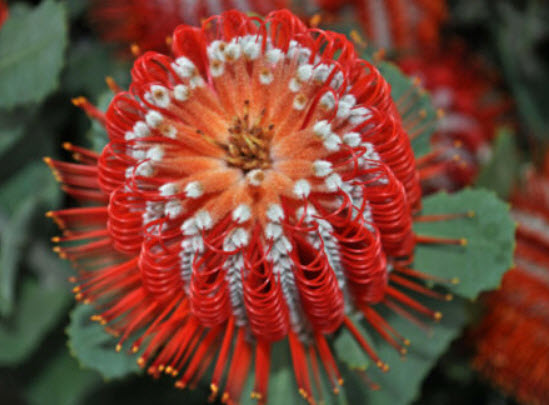 แบงเซีย (Banksia) สีแดง / 5 เม็ด