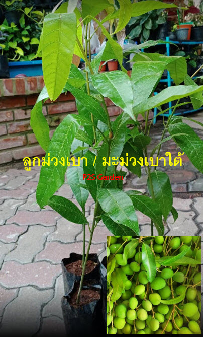 ต้น มะม่วงเบา มะม่วงตอแหล ลูกม่วงเบา เพาะเมล็ด สูง 50-80 ซ.ม. / ต้น