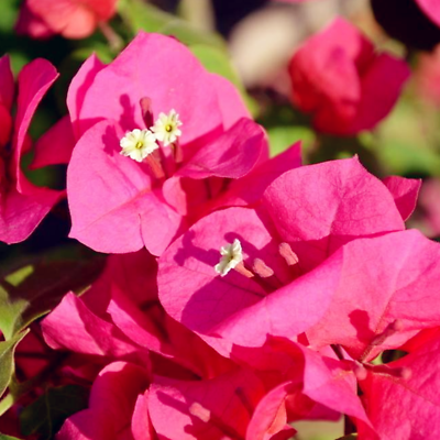 เฟื่องฟ้า (Bougainvillea) ดอกสีแดงเข้ม / 25 เม็ด (นอก)
