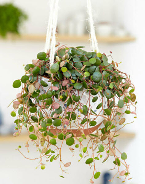 เปปเปอร์โรเมีย (Peperomia Prostrata) คละ / 50 เม็ด