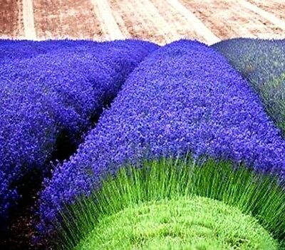 มุนสเตด ลาเวนเดอร์ (Munstead Lavender) ดอกสีฟ้า / 50 เม็ด (USA)