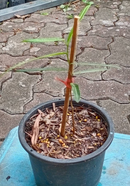 ต้นขวด bottle tree / Brachychiton Rupestris เพาะเมล็ด สูง 10-30 ซ.ม. กระถาง 6 นิ้ว