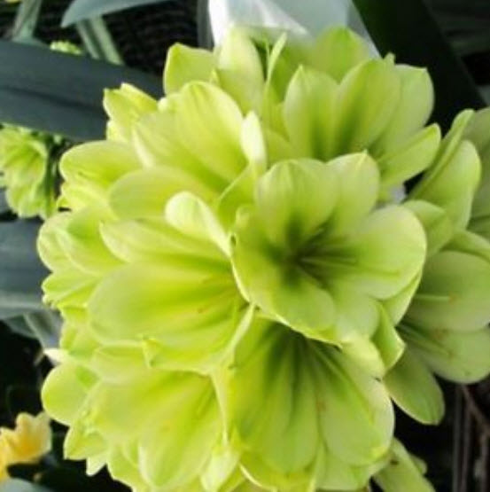 คลีเวีย (Clivia) เขียว / 5 เม็ด