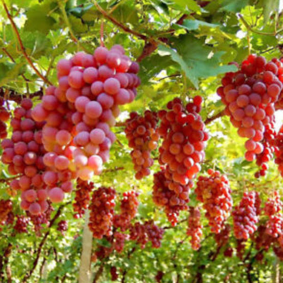 องุ่น ลูกกลม คละสี (S019) / 50 เม็ด (นอก)