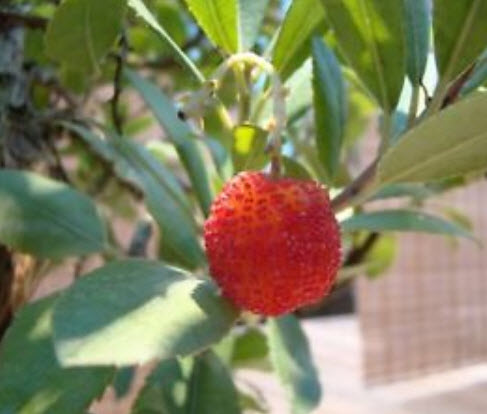 สตรอว์เบอร์รีต้น (Strawberry tree) / 20 เม็ด (Spain)