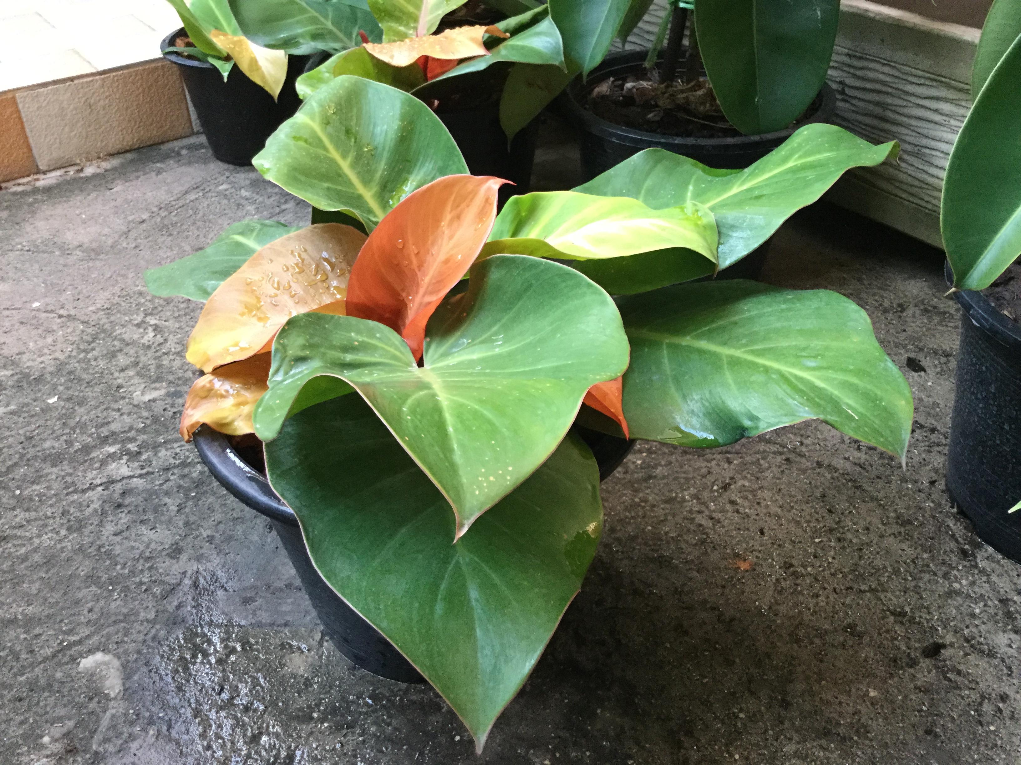 ต้นฟิโล กุมารเรียกทรัพย์ / เชอรี่เรด กระถาง 10 นิ้ว