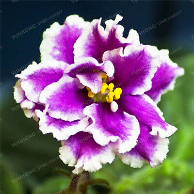 แอฟริกันไวโอเล็ต (African violet) คละ / 100 เม็ด (นอก)