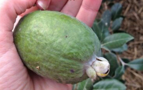 ฝรั่งสับปะรด (Pineapple Guava) / 6 เม็ด (France)