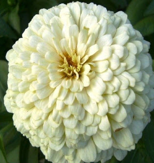 บานชื่น (Zinnia Elegant) คละสี / ชุดใหญ่ 8 สี(ซอง) (Ukraine)