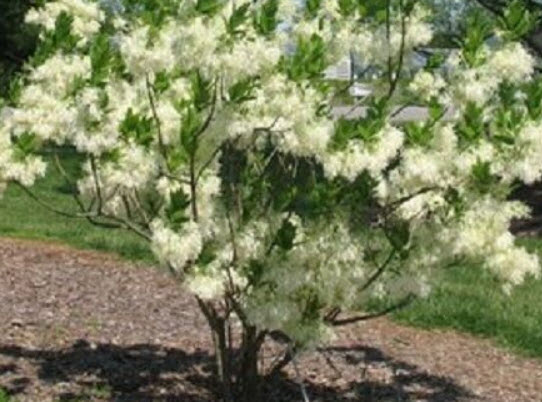 ฟริงก์ หรือไวท์ ฟริงก์ (Fringe tree) / 5 เม็ด (USA) หายากมาก