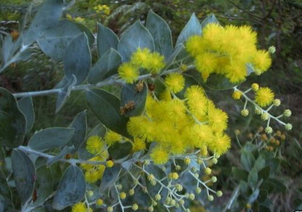 คำดารา (Queensland Silver Wattle) / 10 เม็ด (Australia)